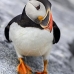 puffin_atlantic_msi_v_0791_can0611.jpg
